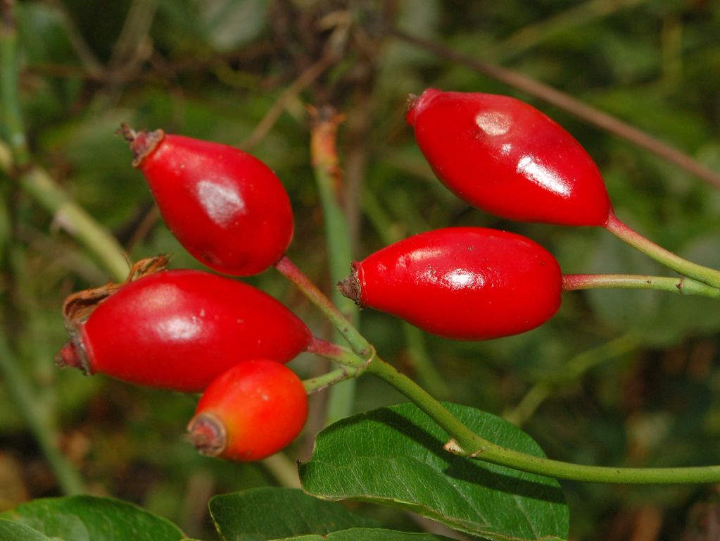 Alcune bacche